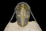Cyphaspis Trilobite With Translucent Shell - Foum Zguid, Morocco #146770-2